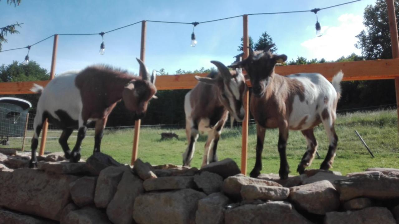 Zuruck Zur Natur - Urlaub Im Zirkuswagen, Sommeratelier Oder Schindelwagen Adenbach Esterno foto